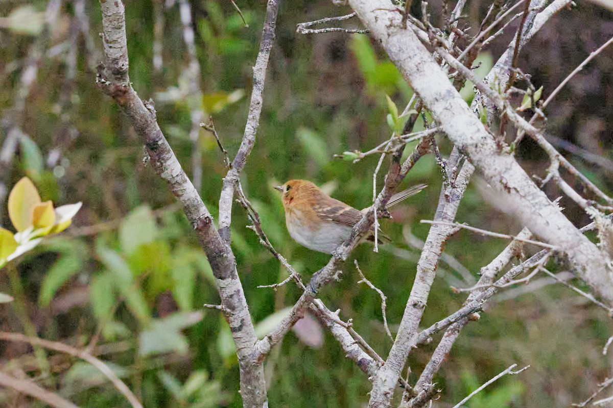 Kauai Elepaio - ML638467543