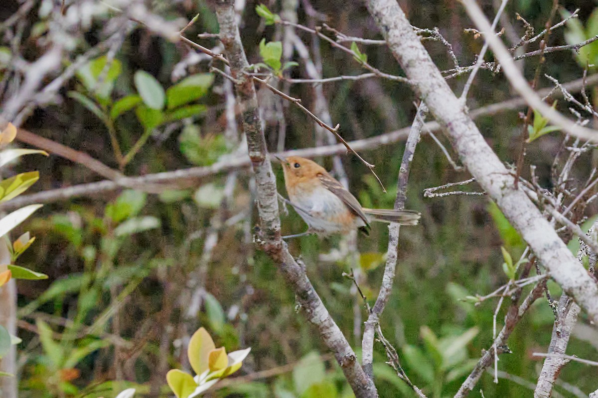 Kauai Elepaio - ML638467545