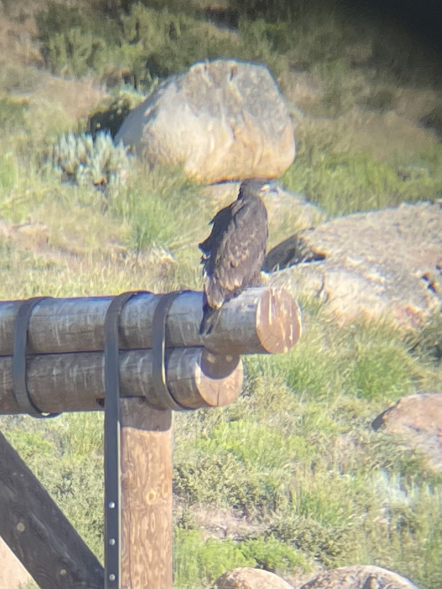 Bald Eagle - ML638467564