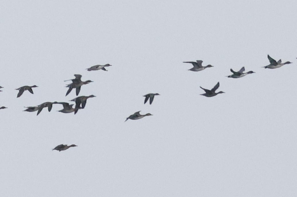 Green-winged Teal (American) - ML638467572