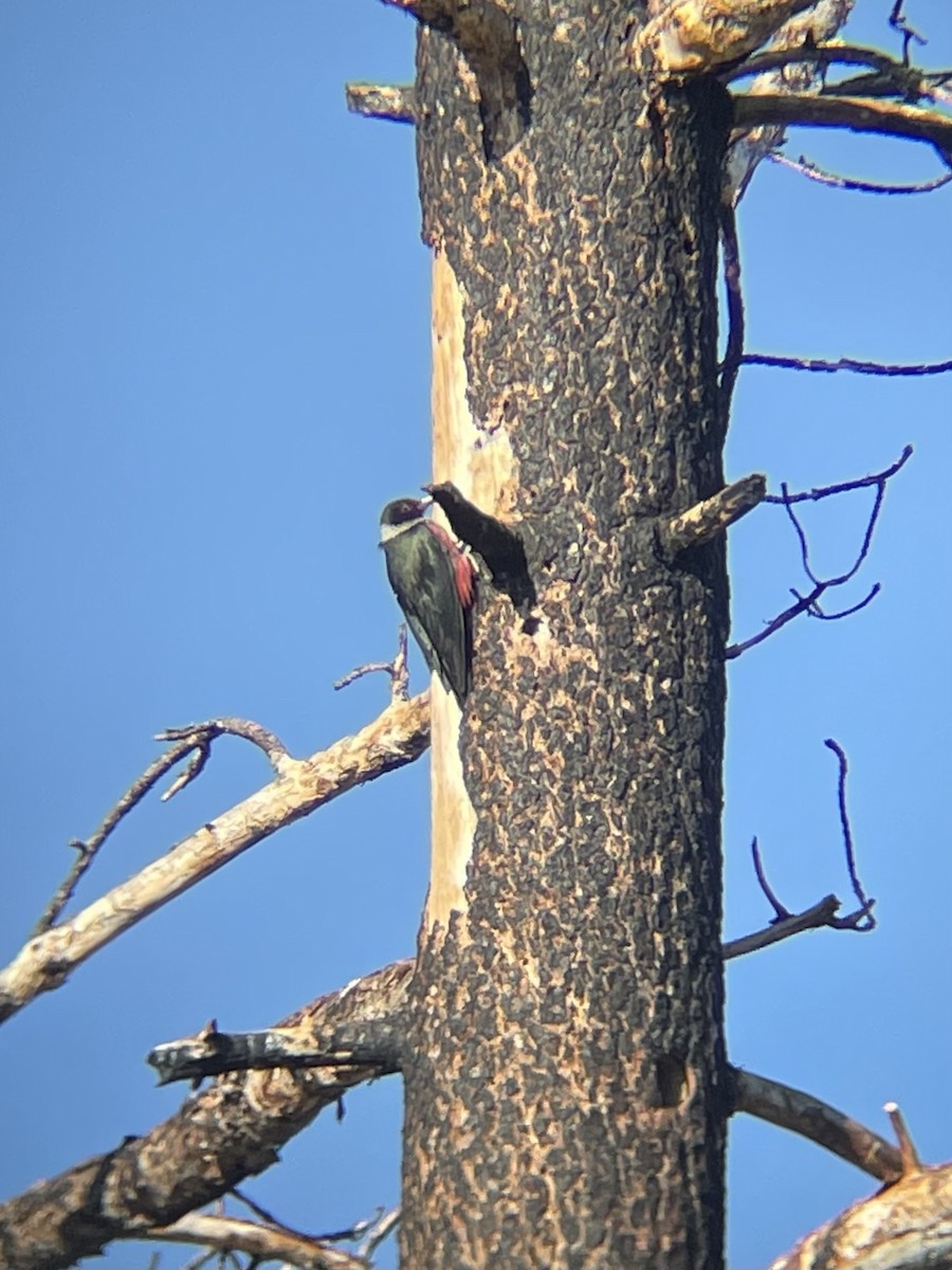 Lewis's Woodpecker - ML638467574