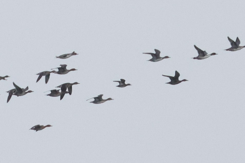 Green-winged Teal (American) - ML638467575
