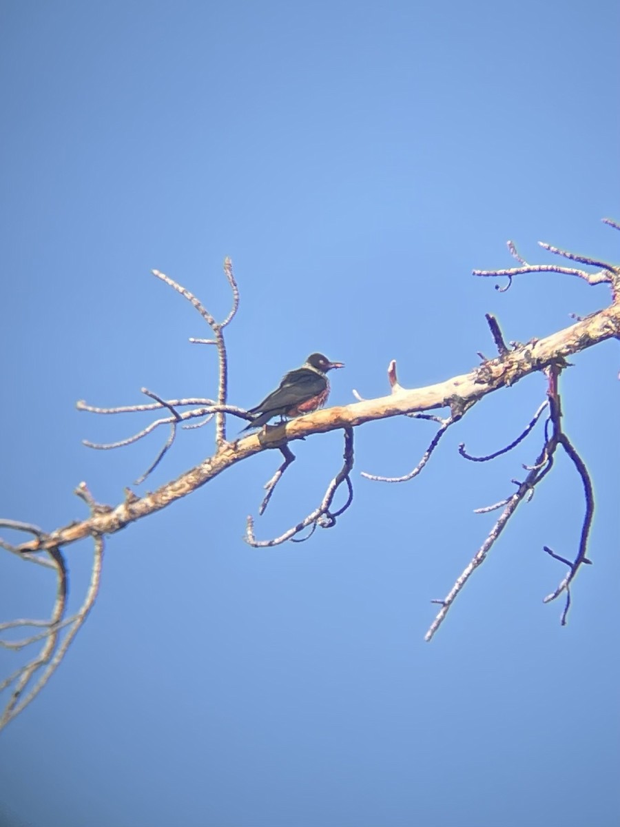 Lewis's Woodpecker - ML638467577