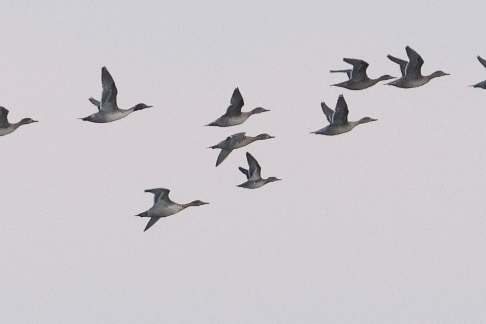 Green-winged Teal (American) - ML638467578