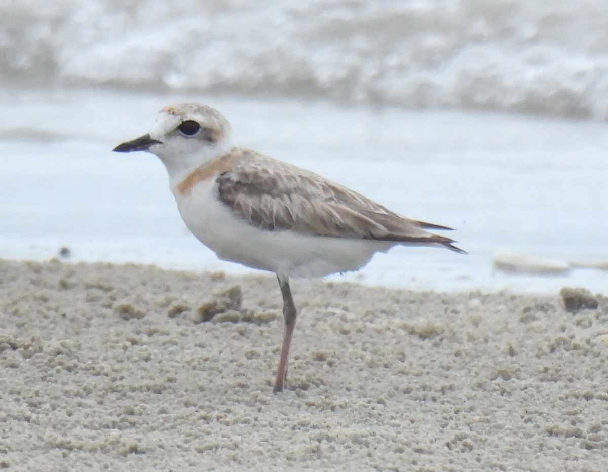Malaysian Plover - ML638467584