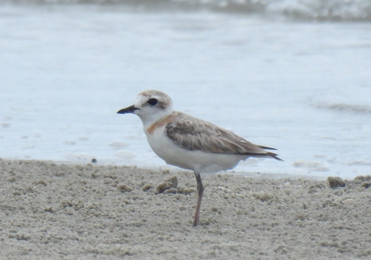 Malaysian Plover - ML638467589