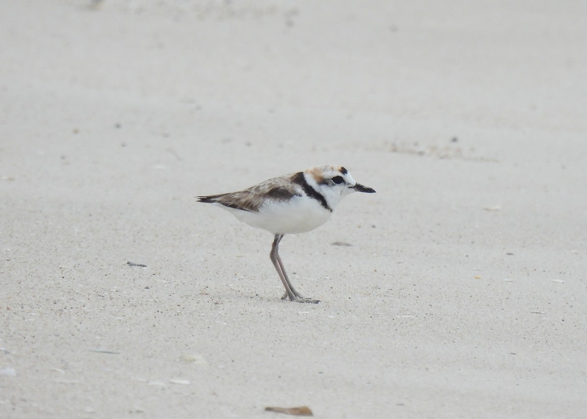 Malaysian Plover - ML638467592