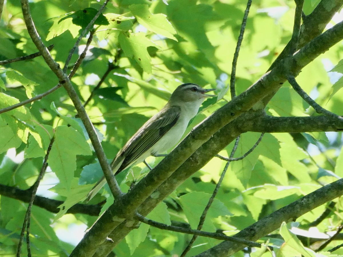 Red-eyed Vireo - ML638467599