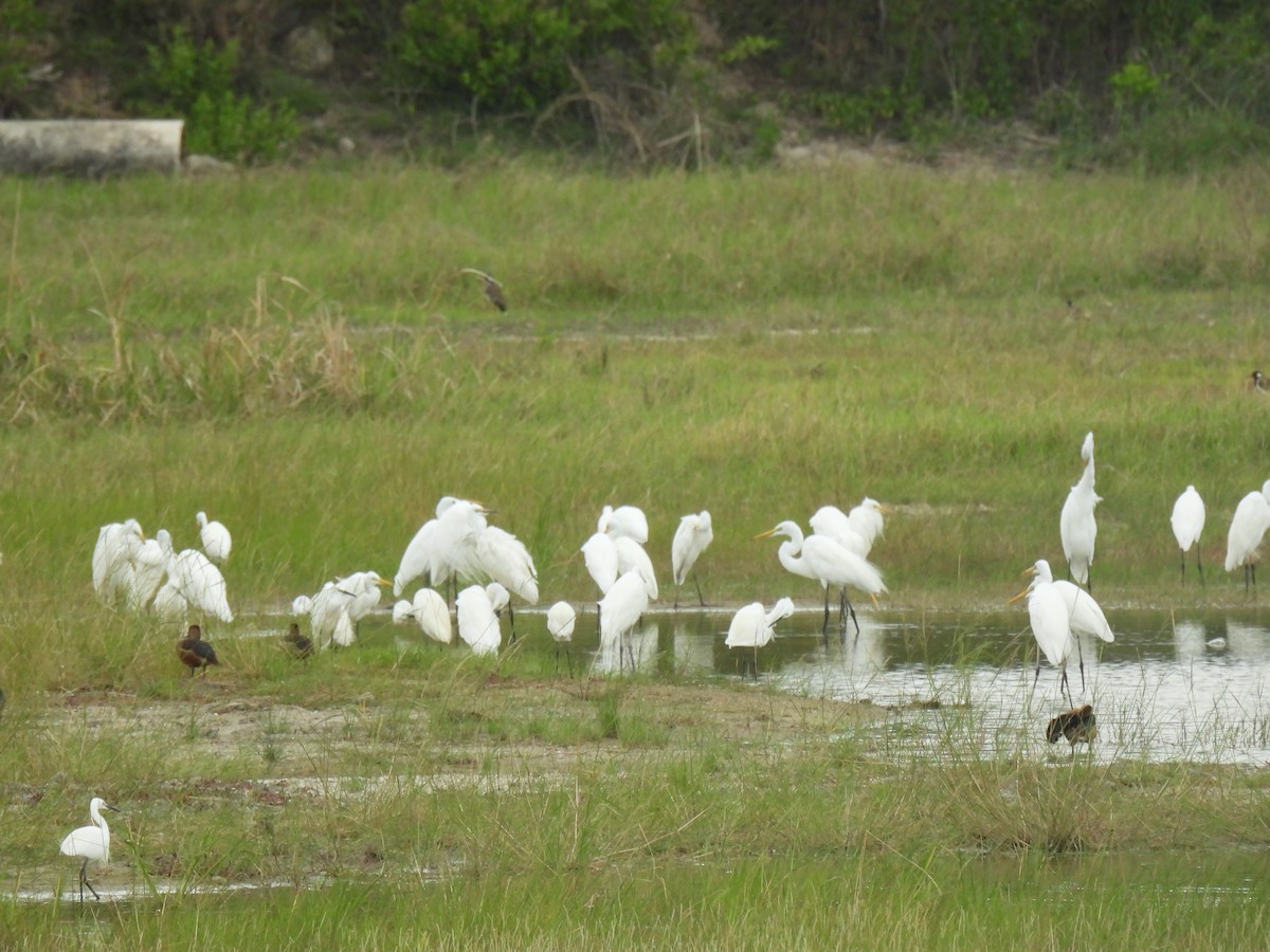 Little Egret (Western) - ML638467624