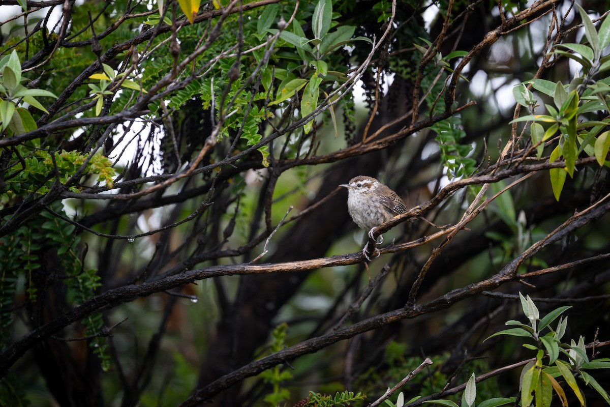 Timberline Wren - ML638467651
