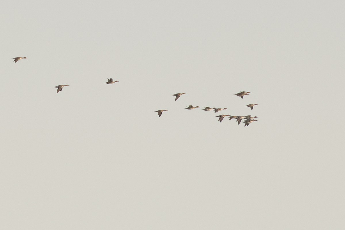 ostralka štíhlá - ML638467659