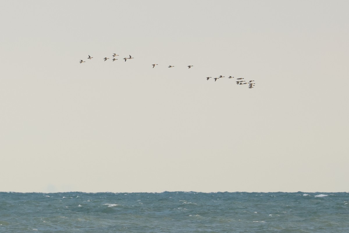 ostralka štíhlá - ML638467663