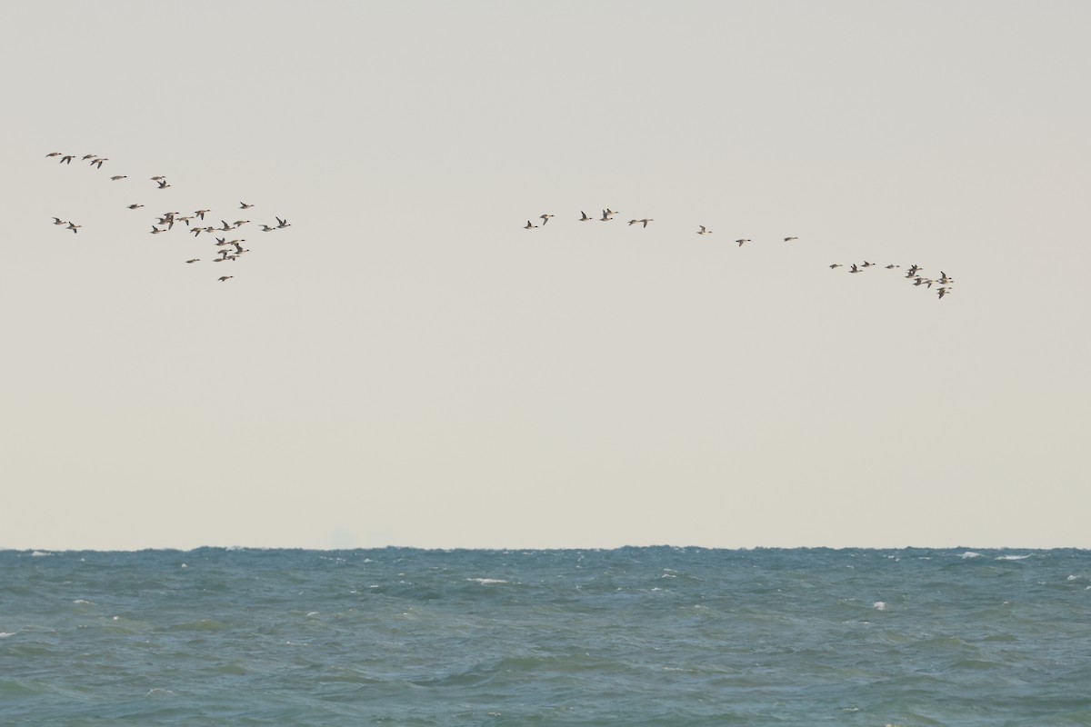 ostralka štíhlá - ML638467665