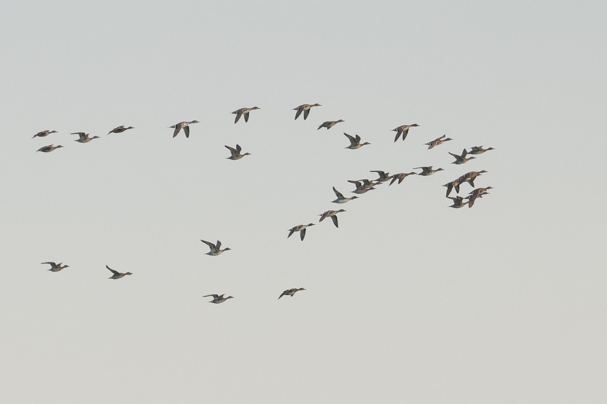 ostralka štíhlá - ML638467669