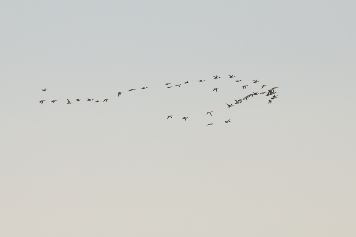 ostralka štíhlá - ML638467675