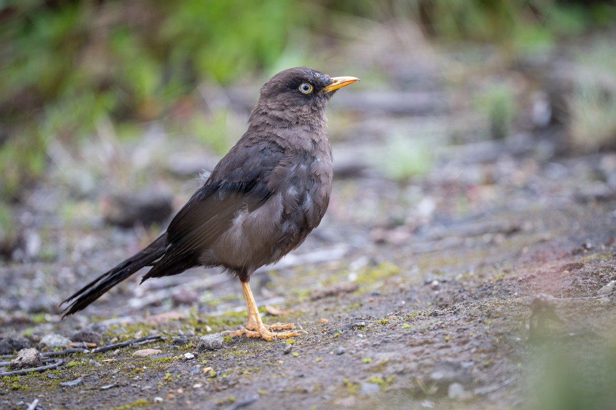 Sooty Thrush - ML638467680