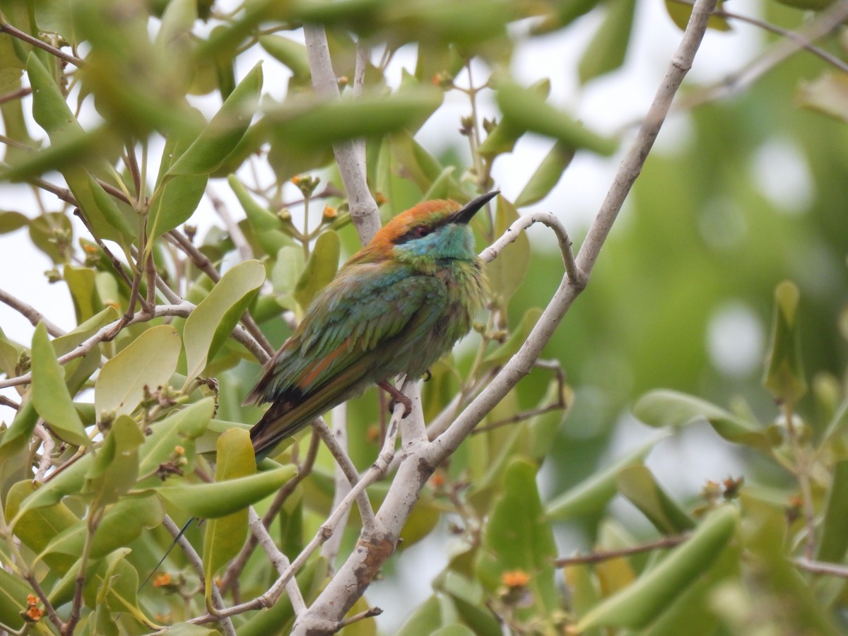 Asian Green Bee-eater - ML638467695