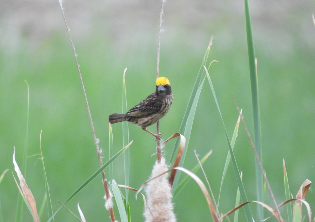 Streaked Weaver - ML638467701