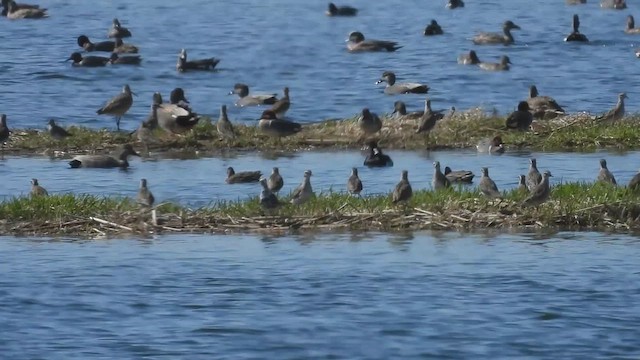 American Golden-Plover - ML638467726