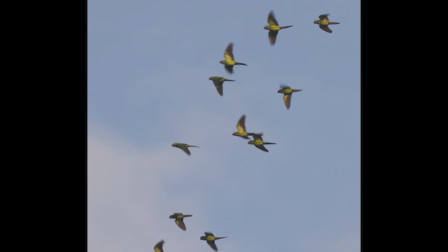 Dusky-headed Parakeet - ML638467729