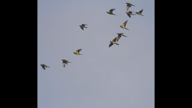 Dusky-headed Parakeet - ML638467730