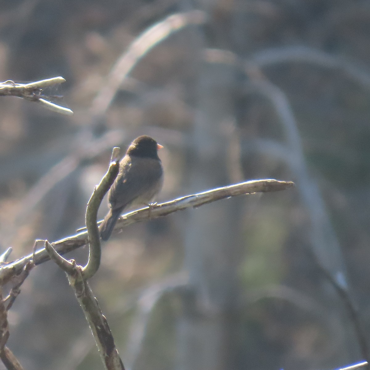 Dark-eyed Junco - ML638467757