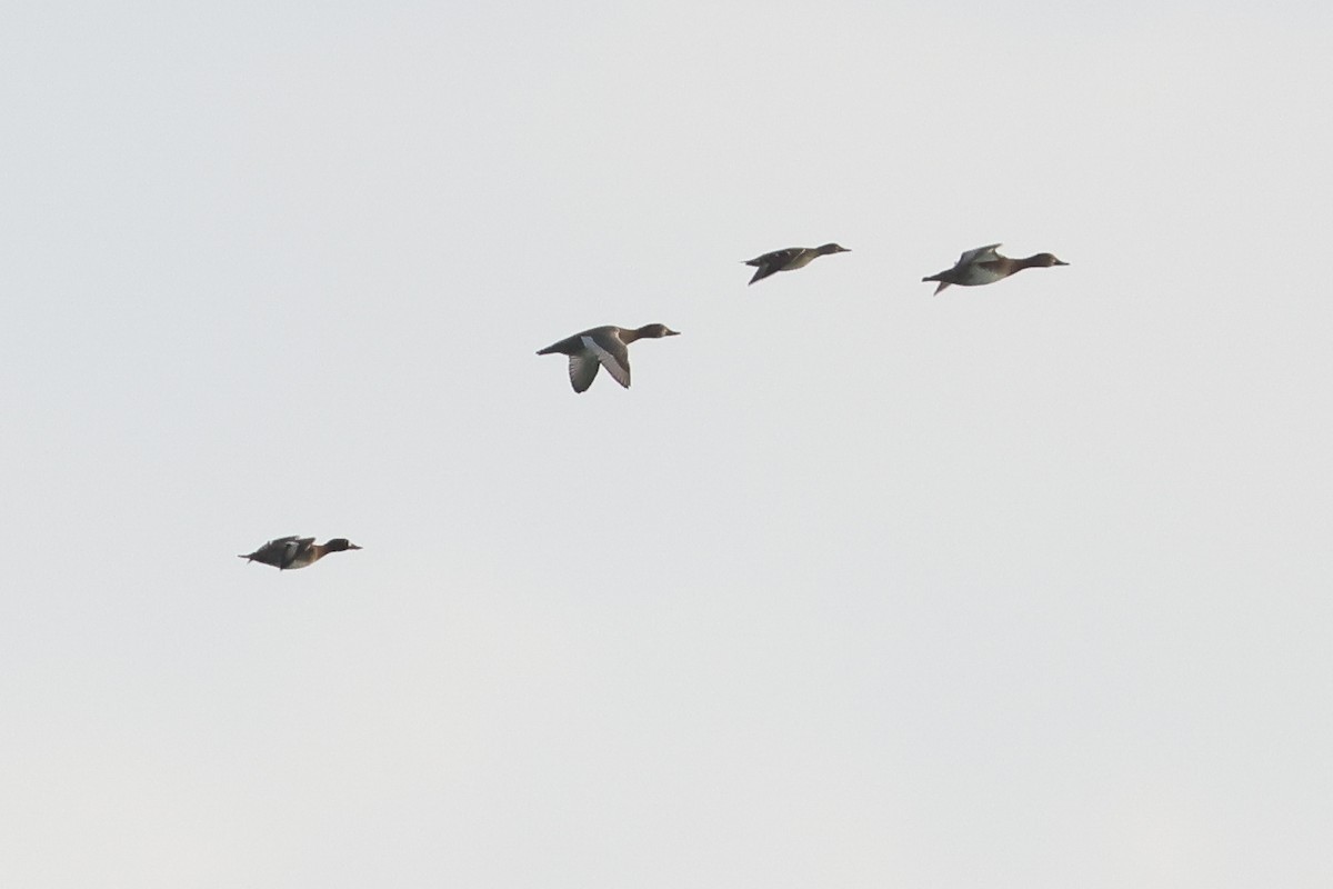 polák americký - ML638467758