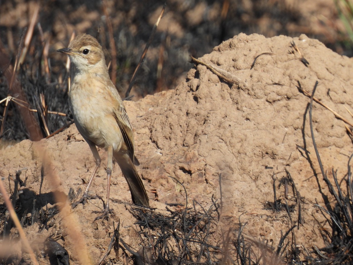 Buffy Pipit - ML638467761