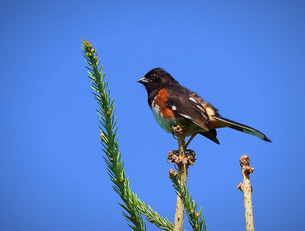 Eastern Towhee - ML638467769