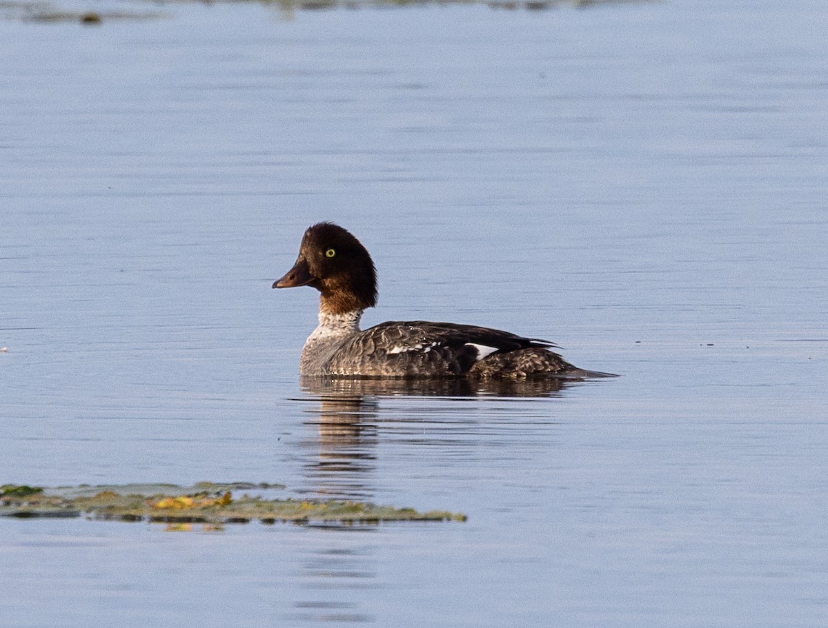 Barrow's Goldeneye - ML638467790