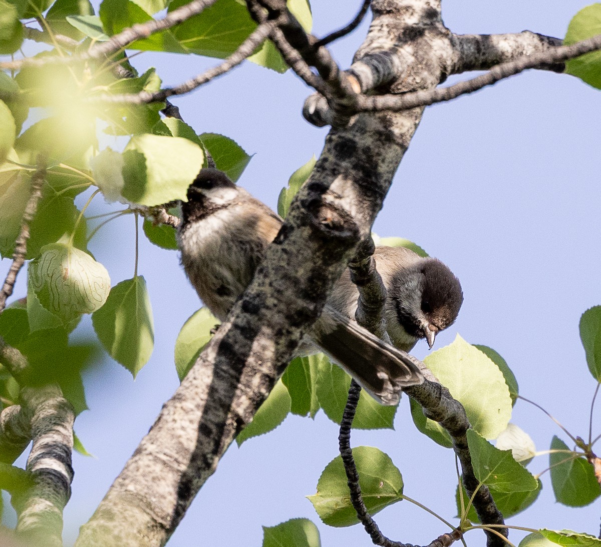 Boreal Chickadee - ML638467797