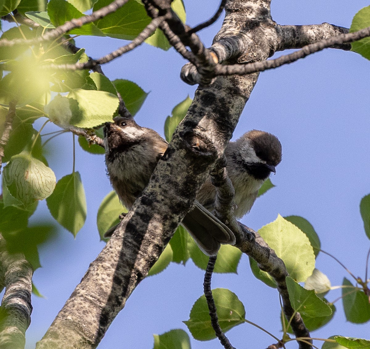 Boreal Chickadee - ML638467798