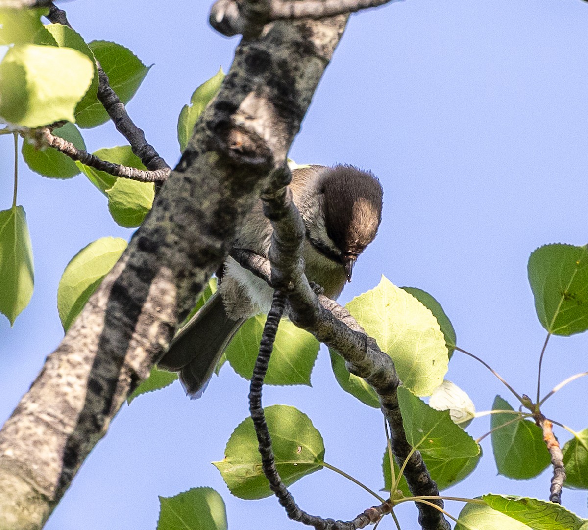 Boreal Chickadee - ML638467806