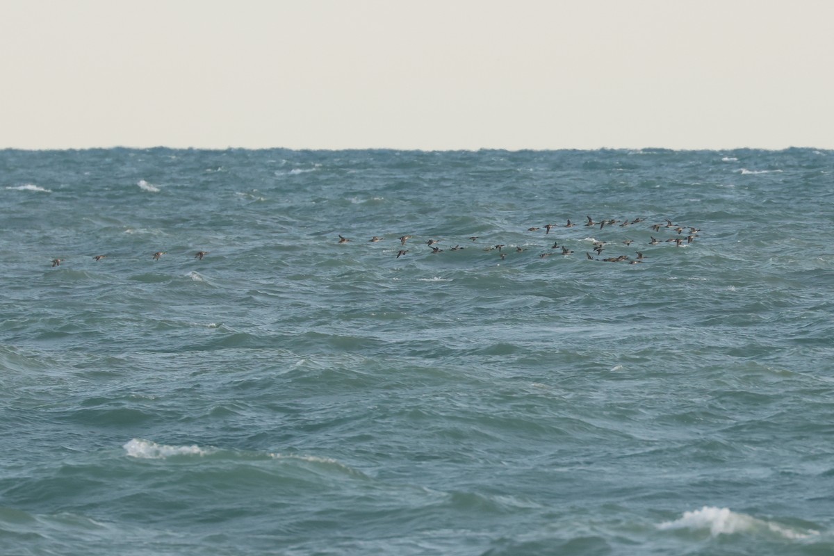 ostralka štíhlá - ML638467834