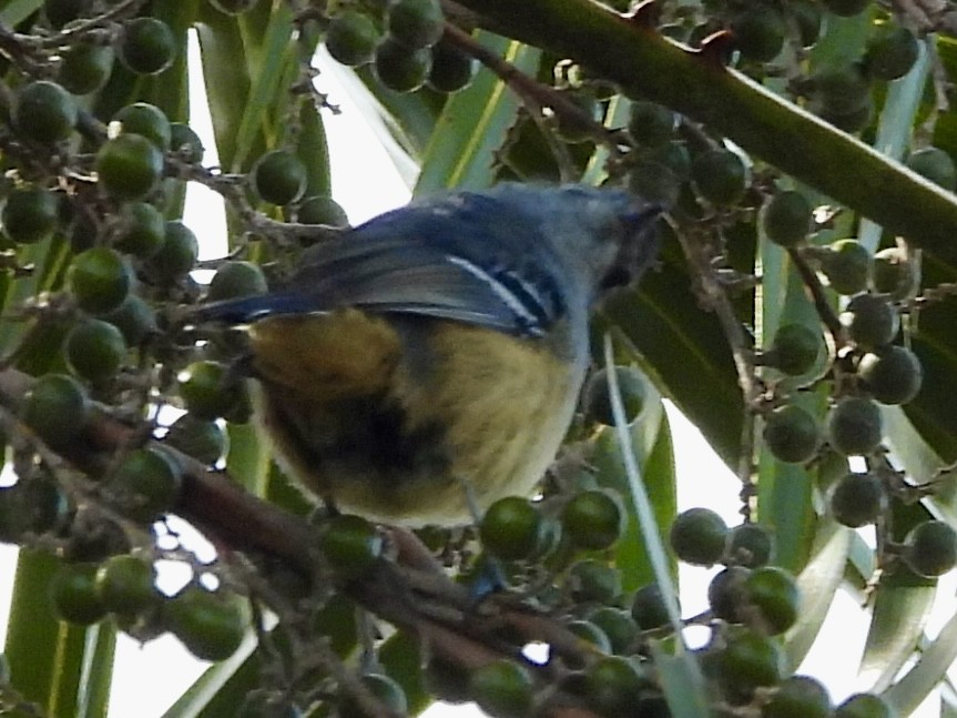 Variable Antshrike - ML638467840