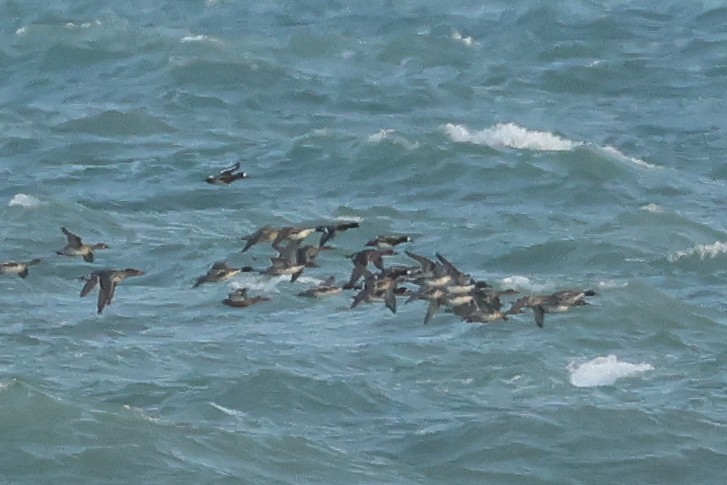 polák vlnkovaný - ML638467841