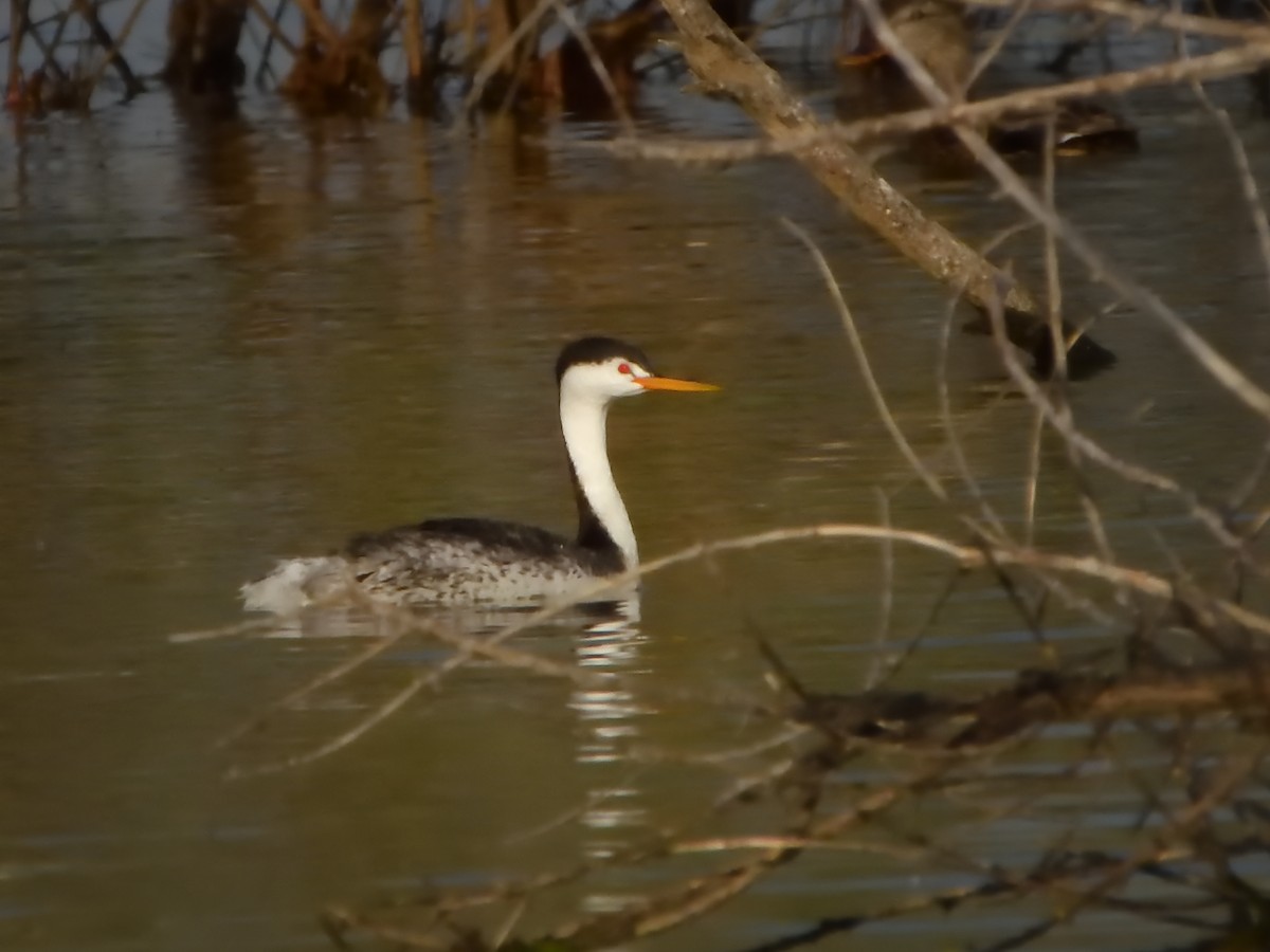 Clark's Grebe - ML638467843