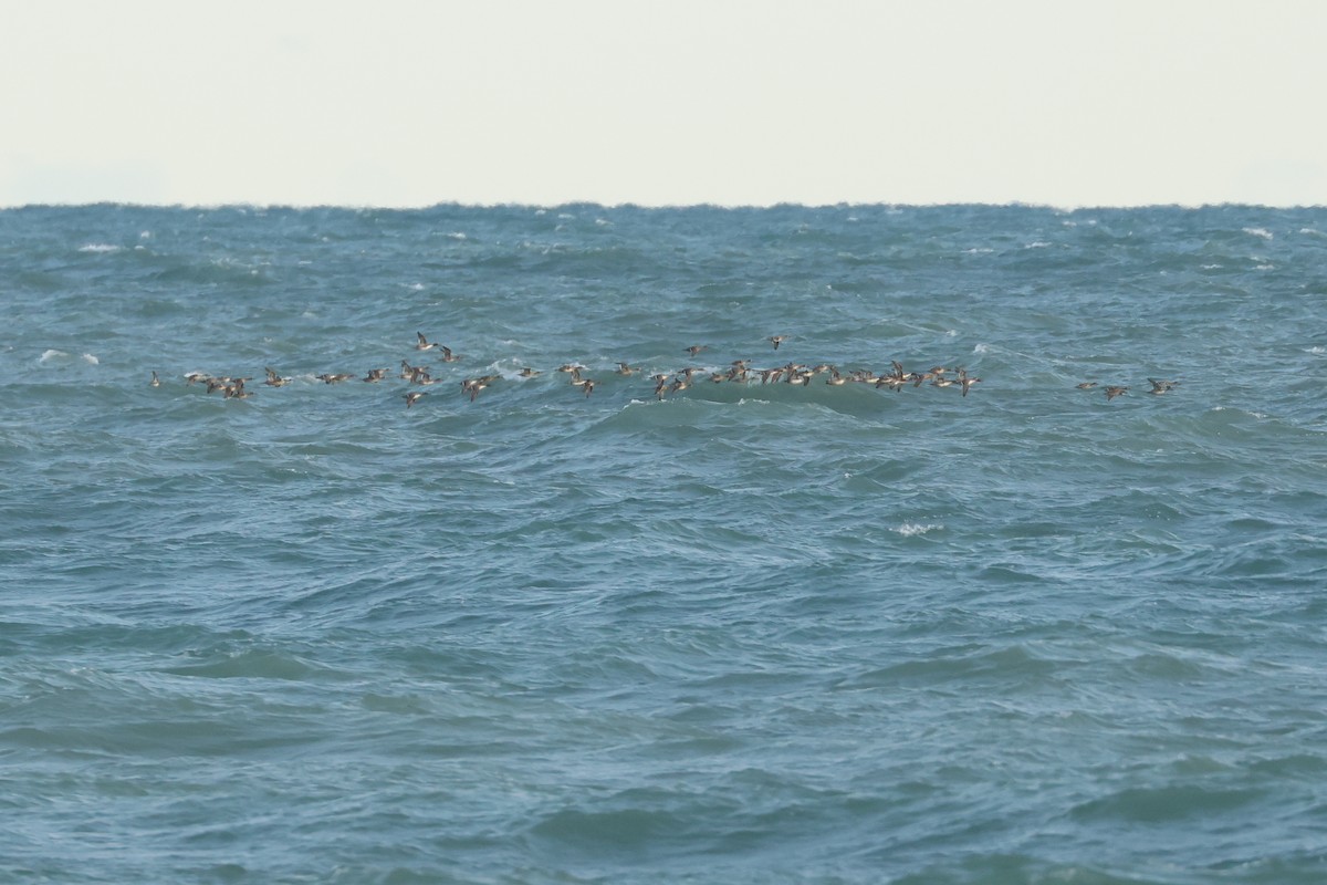 ostralka štíhlá - ML638467844