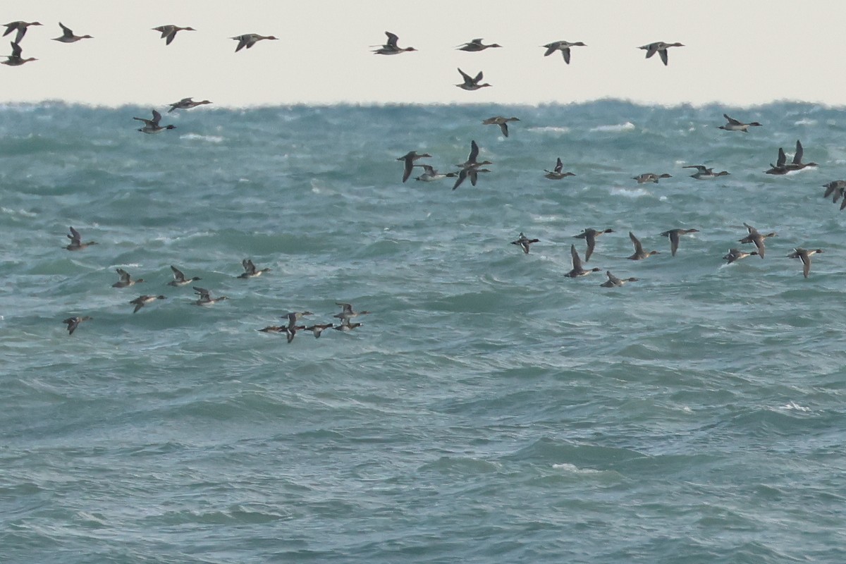 polák vlnkovaný - ML638467851