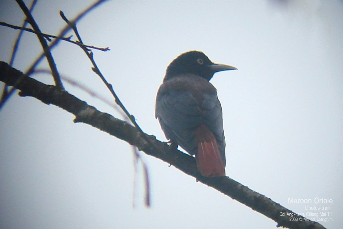 Maroon Oriole - ML638467876