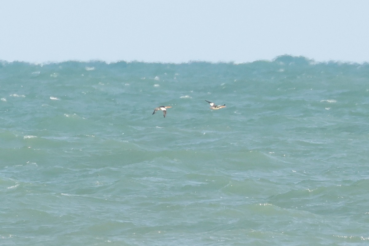 morčák prostřední - ML638467884