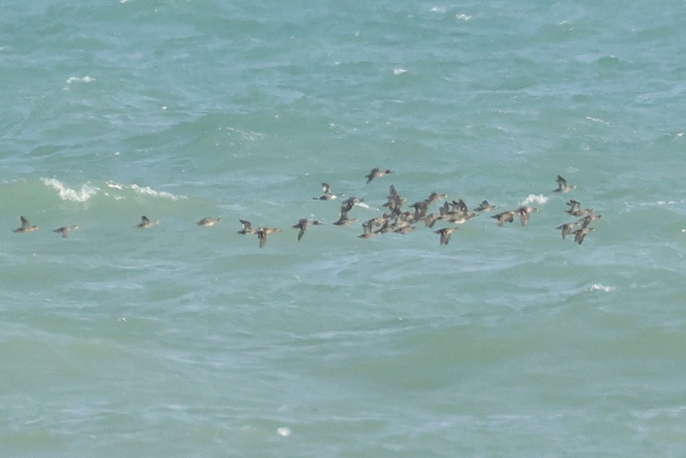 potápka žlutorohá - ML638467894