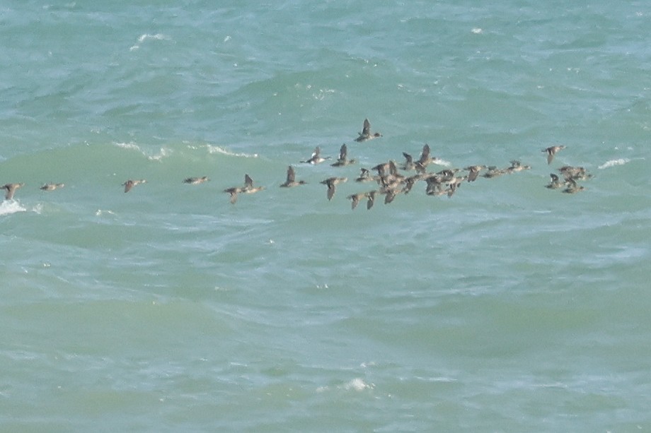 potápka žlutorohá - ML638467895