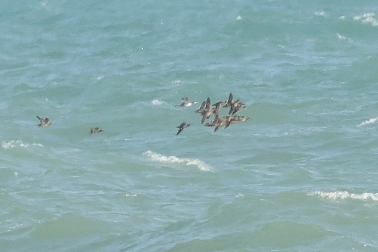 potápka žlutorohá - ML638467901