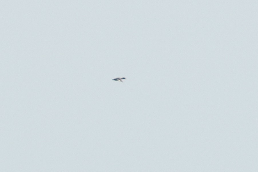 polák kaholka/polák vlnkovaný - ML638467938