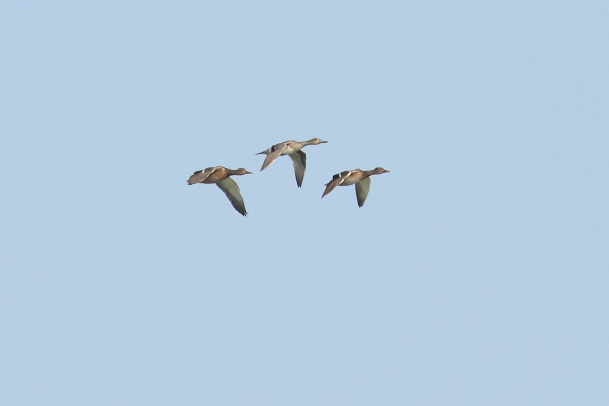 ostralka štíhlá - ML638467959