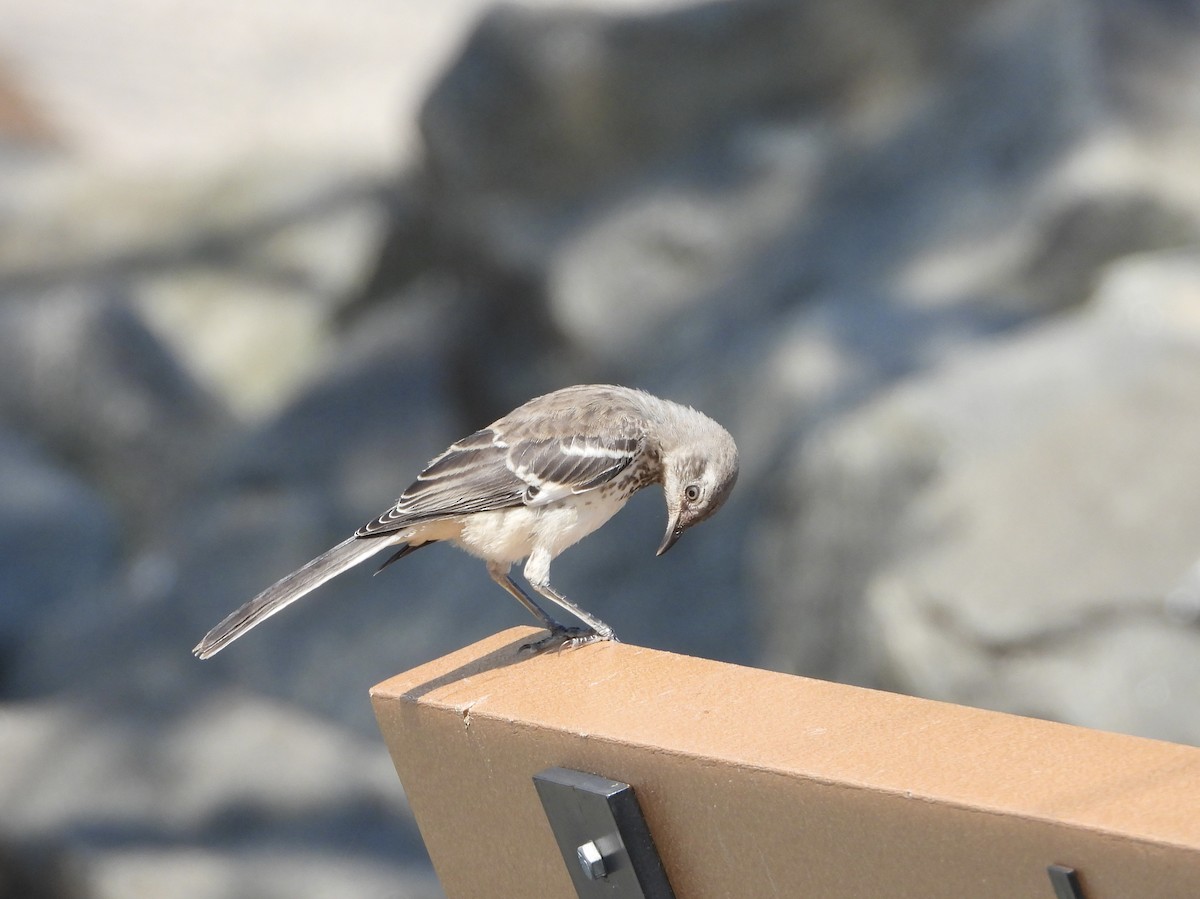 Northern Mockingbird - ML638467977