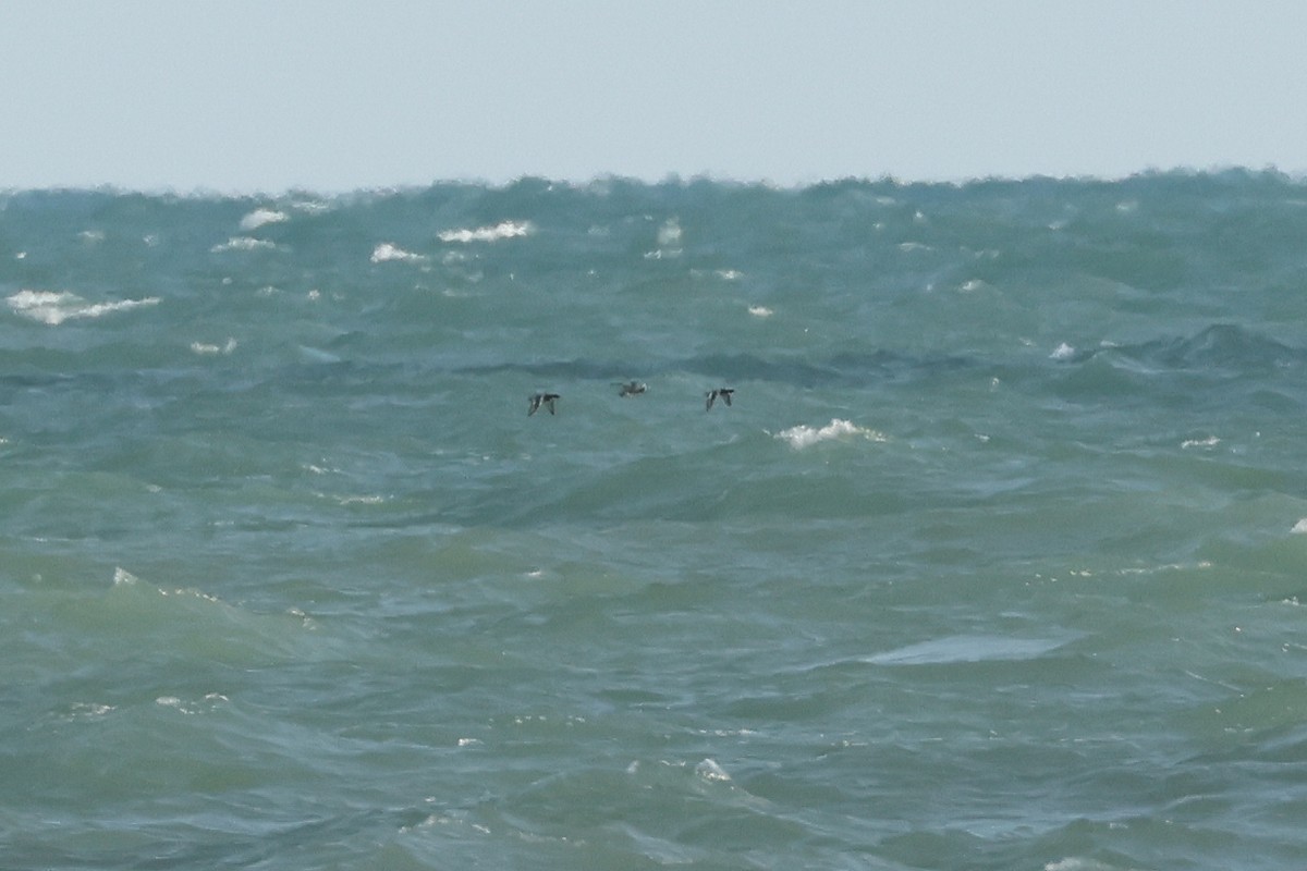 polák vlnkovaný - ML638467978