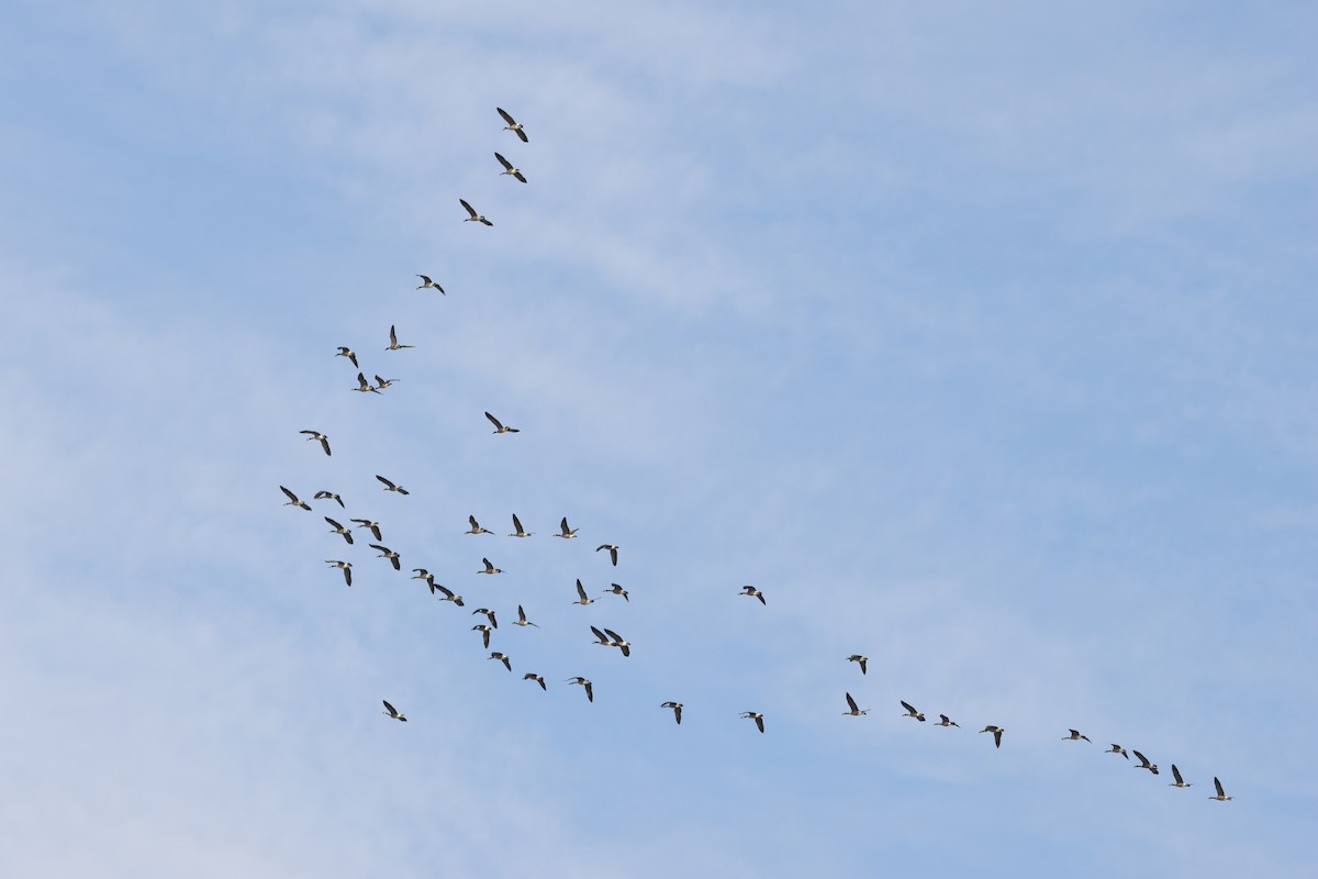 berneška velká - ML638467984