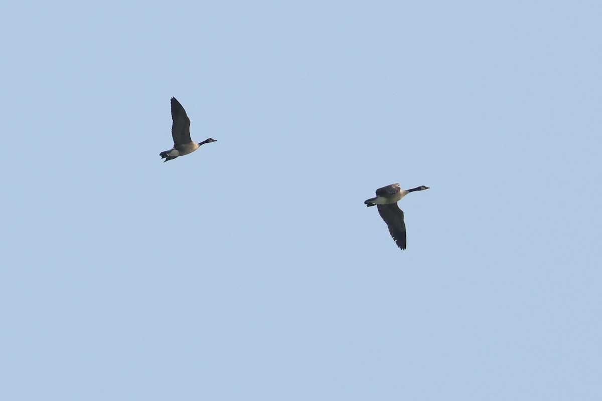 berneška velká - ML638467985